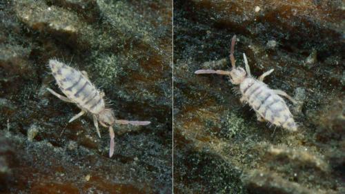 Réf. 197 342 : Entomobrya multifasciata